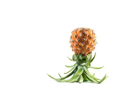 The Isolated of pineapple fruit on white background. copy space for designer Stock Photos