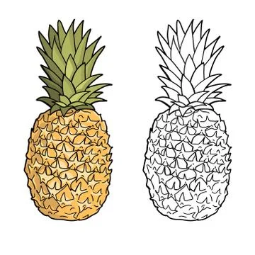 Isolated pineapples. Graphic stylized drawing. Vector illustration. Stock Illustration