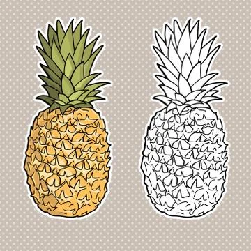 Isolated pineapples.  Graphic stylized drawing. Vector illustration. Stock Illustration