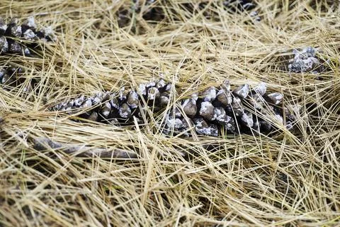 Isolated pinecones sitting in a bed of pine needles Stock Photos