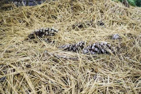Isolated pinecones sitting in a bed of pine needles Stock Photos