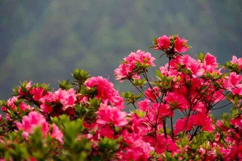Isolated Pink Bloom Stock Photos