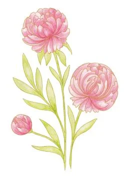 Isolated pink floral design elements. Peony flowers with green leaves イラスト素材