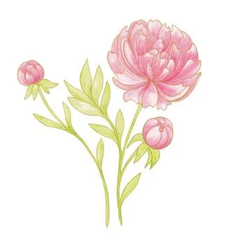 Isolated pink floral design elements. Peony flowers with buds 库存插图