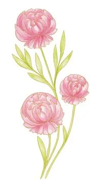 Isolated pink floral design elements. Three Peony flowers with green leaves 库存插图
