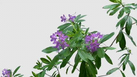Isolated Pink Forest Flowers In Breeze Pre-Keyed With Alpha Channel Stock Footage 330183638