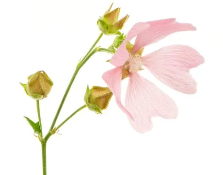 Isolated Pink Malva Stock Photos