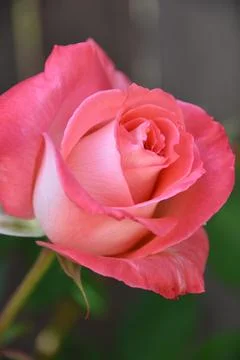 Isolated pink rose close up with blurred dark background. Stock Photos