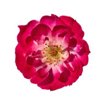 Isolated Pink Rose Stock Photos