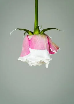 Isolated pink rose Stock Photos