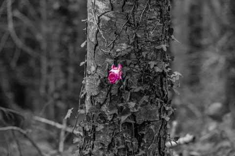 An isolated pink rose on a tree trunk Stock Photos