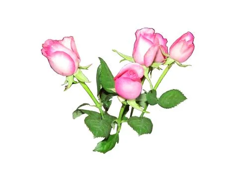 Isolated pink roses Stock Illustration