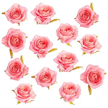 Isolated pink roses pattern background Stock Photos