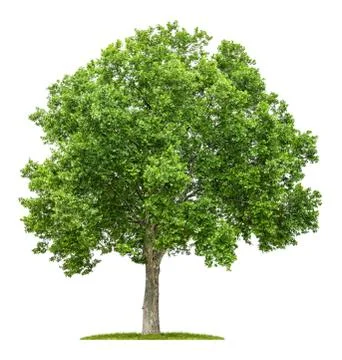 Isolated plane tree on a white background 스톡 사진