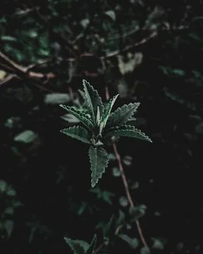 Isolated Plant Stock Photos