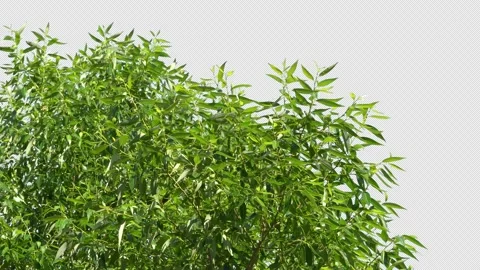 Isolated plants with alpha channel Stock Footage 201813695