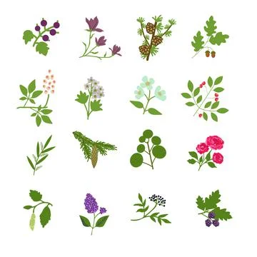 Isolated plants set Stock Illustration