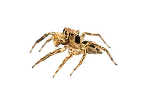 Isolated plexippus petersi spider Stock Photos