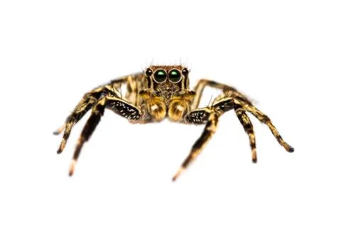 Isolated plexippus petersi spider Stock Photos