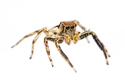 Isolated plexippus petersi spider Stock Photos
