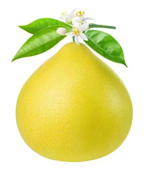 Isolated pomelo on a branch Foto stock