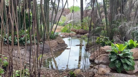 Isolated pond in a lush forrest surrounded by wildlife. Stock Footage 333714472