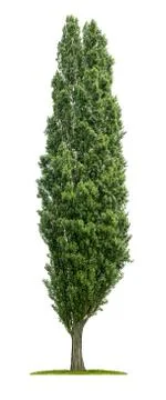 Isolated poplar tree on a white background Stock Photos