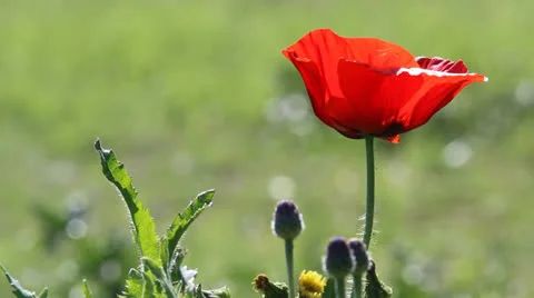 Isolated Poppy Video stock 22837264