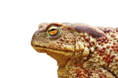 Isolated portrait of brown toad ( Bufo bufo ) Stock Photos
