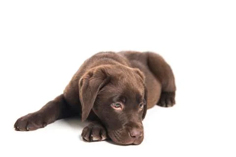 .isolated portrait of a crouched chocolate labrador puppy sniffing Stock Photos