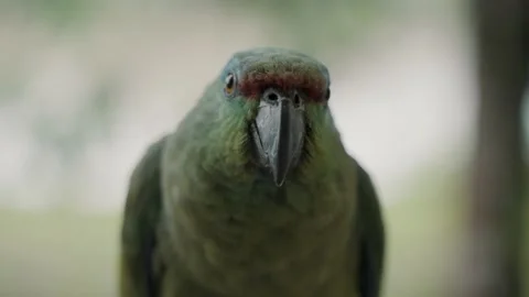 Isolated Portrait Of Festive Amazon (Amazona Festiva) Feeding Compound Tea Stock Footage 217367248
