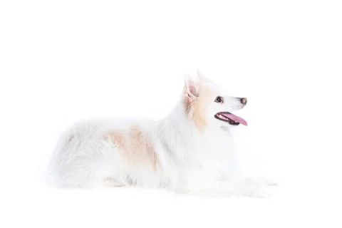 .isolated portrait of a german spitz lying and in profile Stock Photos