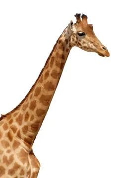 Isolated portrait of giraffe Stock Illustration