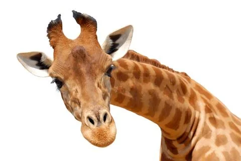 Isolated portrait of giraffe Stock Photos