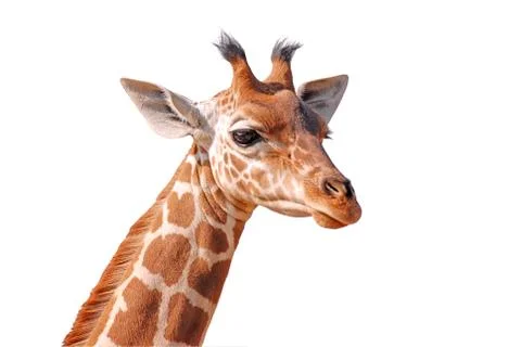 Isolated portrait of giraffe Stock Photos