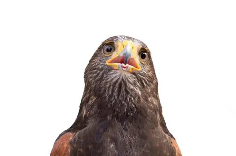 The isolated portrait of hawk Foto stock