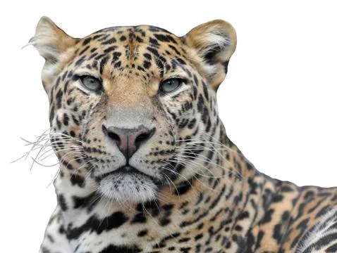 Isolated portrait of leopard Stock-Fotos