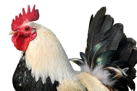 Isolated portrait of rooster Stock Photos
