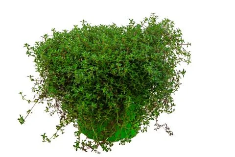 Isolated potted thyme herb Stock Photos