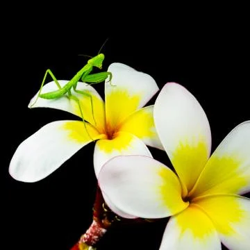 Isolated praying mantis Stock Photos