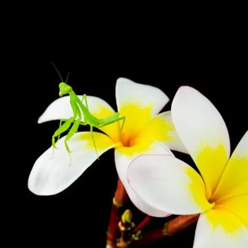 Isolated praying mantis Stock Photos