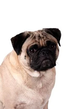 Isolated pug dog Stock Photos
