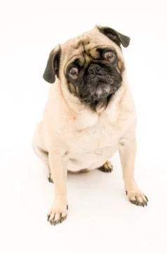 Isolated Pug Stock Photos