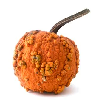 Isolated pumpkin Stock Photos