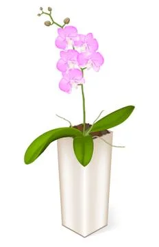 Isolated purple orchid in a rectangular tall pot Stock Illustration
