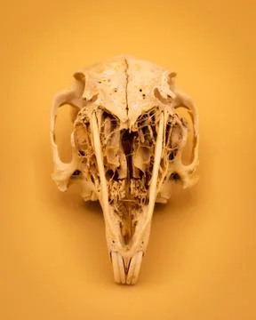 Isolated Rabbit Skull Stock Photos