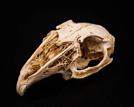 Isolated Rabbit Skull Stock Photos
