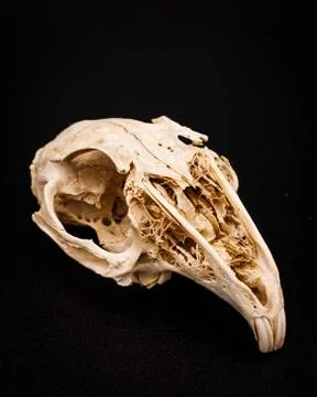 Isolated Rabbit Skull Stock Photos