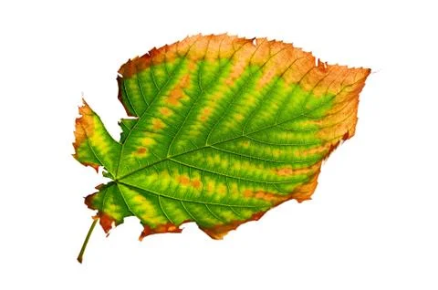 Isolated ragged leaf Stock Photos