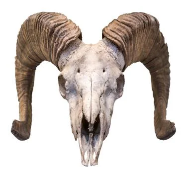 Isolated Ram Skull Stock-Fotos